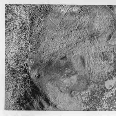Site 110AP #17A
