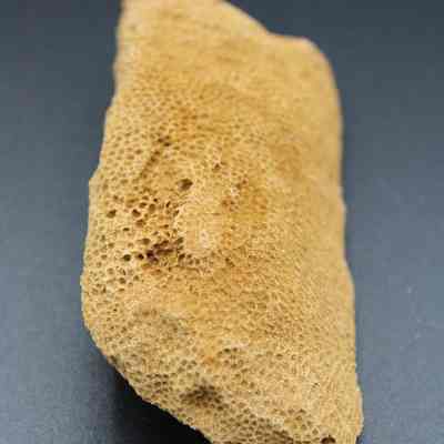 Coral abrader