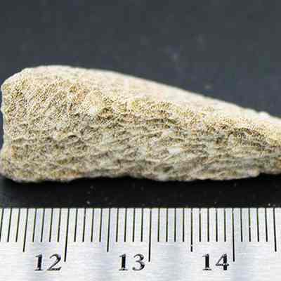 Profile of small coral abrader with ruler: The image shows a coral abrader with a textured surface lying on a black background next to a ruler measuring its length, indicating a size of approximately 4 cm.