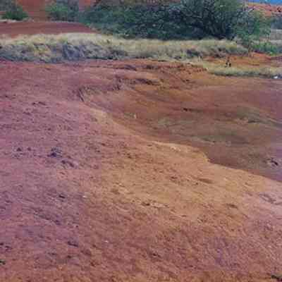 Hard pan landscape with trees