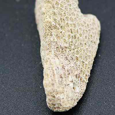 Lengthwise view of coral abrader with ruler: The image shows a close-up of a small, textured coral fragment placed against a dark background, with a ruler indicating its width in centimeters.