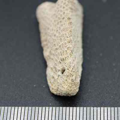 Lengthwise view of coral abrader with ruler: The image shows a small beige textured a coral piece, placed on a dark surface alongside a measuring scale for size reference.