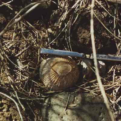 Site 130-'opihi shell
