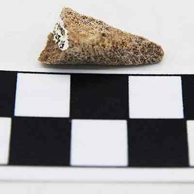 Profile of coral abrader and scale: The image shows a small, brownish coral fragment placed above a black and white scale with alternating squares, marked with "CM" it.