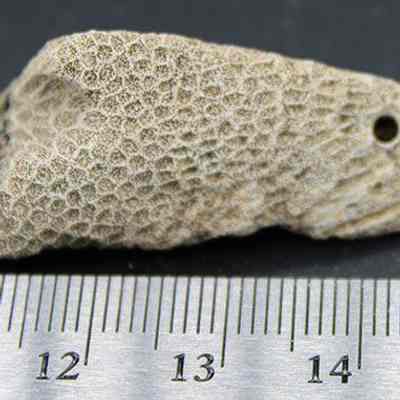 Small coral abrader with ruler: The image shows a piece of coral with a textured, honeycomb pattern, placed next to a ruler for scale, measuring about 4 centimeters.
