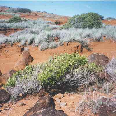Aalii in unidentified area