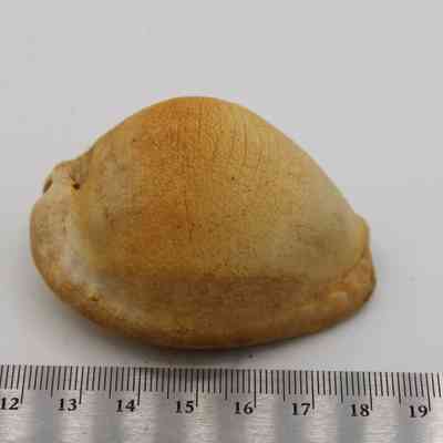 Cowrie shell lure with ruler: A cowrie shell lure is placed on a plain surface alongside a ruler for scale, displaying its natural texture and color.