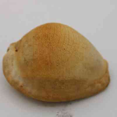 Profile of cowrie shell lure: The image shows a single cowrie shell lure, featuring a smooth, shiny surface and natural earthy tones, likely used in fishing.