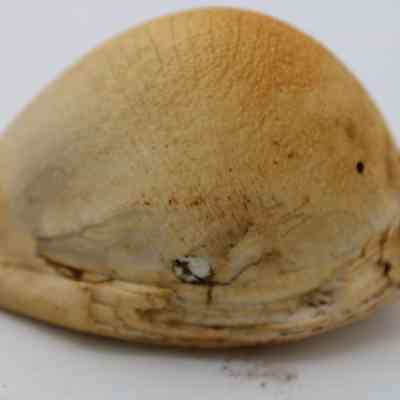 Closeup of cowrie shell lure in profile: The image shows a close-up of a single cowrie shell, displaying its smooth, glossy, light brown surface, potentially used as a fishing lure.