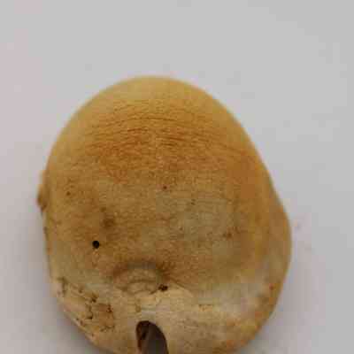 Lengthwise view of cowrie shell lure: The close-up image shows a worn, yellowish cowrie shell lure with a smooth surface and an opening at the bottom.