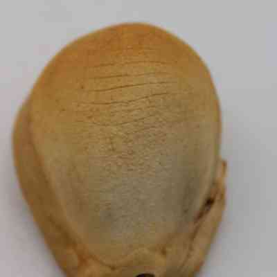 Lengthwise view of cowrie shell lure: The image shows a cowrie shell lure, displaying its smooth, glossy surface with beige and subtle brown tones, resting against a plain white backdrop.
