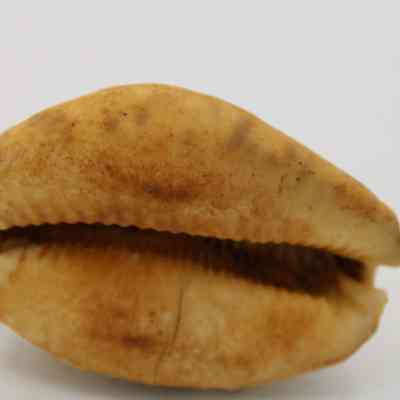 Underside of cowrie shell lure: The image depicts the underside of a cowrie shell lure with a smooth, glossy surface and distinctive elongated shape, used for fishing.