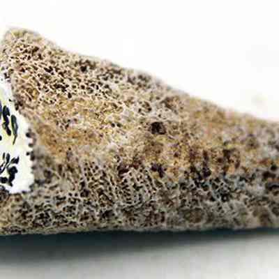 Closeup profile of coral abrader: The image shows a textured, triangular piece of lichen-covered coral with a handwritten numbers and letters in black ink on a white background.