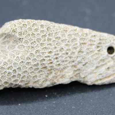 Small coral abrader: The image shows a piece of coral against a dark background, showcasing intricate honeycomb-like patterns with a small circular hole on its right side.