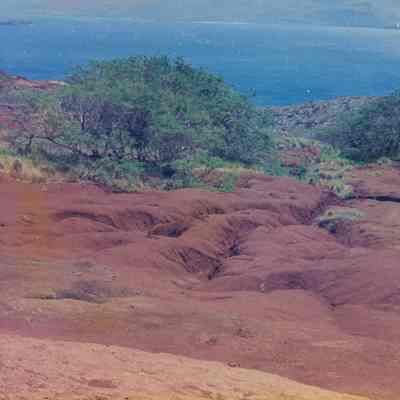 Hard pan landscape with seedlings & trees