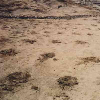 Plants in hardpan terrain