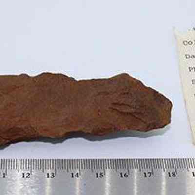 Closeup of adze preform with artifact slip: Origsize: 12 cm (L) x 4 cm (W); Origformat: Artifact; Resolution: 200 dpi