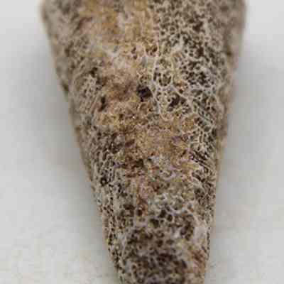 Lengthwise view of coral abrader: The image shows a textured, cone-shaped coral with a rough, beige surface, displayed against a plain white background.
