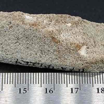 Origsize: Coral abrader with p; Origformat: Artifact; Resolution: 200 dpi