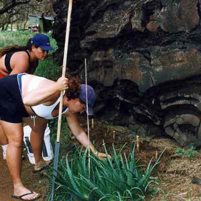 Two unidentified women planting ti plant