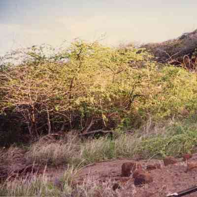 Shrubbery area