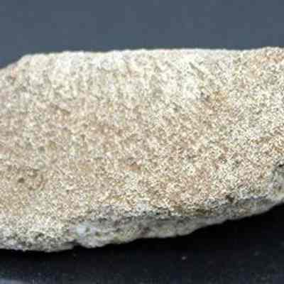 Closeup of coral abrader: Origsize: 6.75 cm; Origformat: Artifact; Resolution: 200 dpi