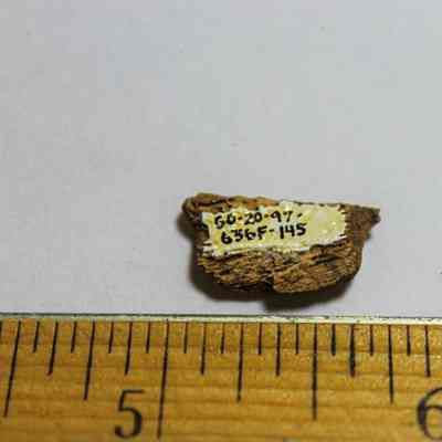 Small worked mammal bone with identification number handwritten in black ink: A small, labeled bone fragment lies against a white background, with a wooden ruler beside it for scale.
