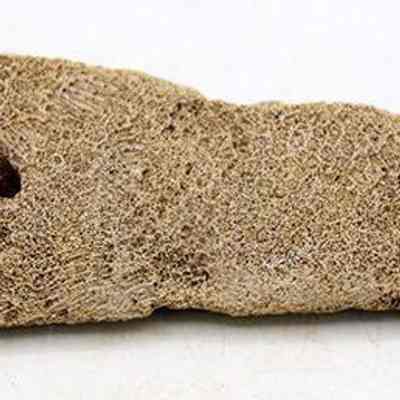 Profile of coral abrader: The image shows a single, irregularly shaped, porous coral fragment lying flat against a plain, light background.