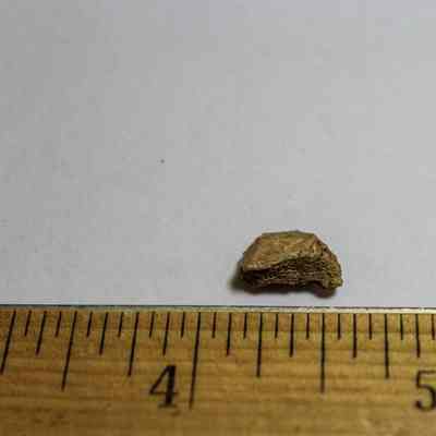 Cut bone-medium vertebrate