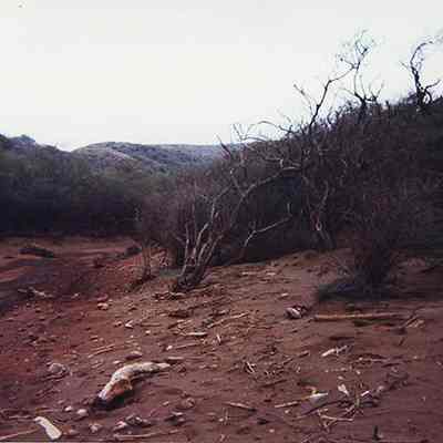 Trees along side of dry streambed at Kaulana