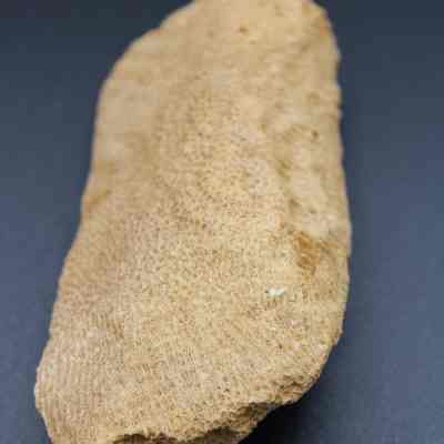 Lengthwise view of a coral abrader: The image depicts a textured, beige coral abrader on a dark surface, showcasing its rough, natural surface and irregular contours.