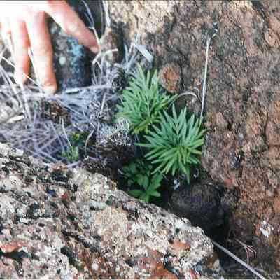 Triangle leaf lip fern amongst rocks: A person's hand points to a young fern plant growing beside a rock in a rugged terrain.