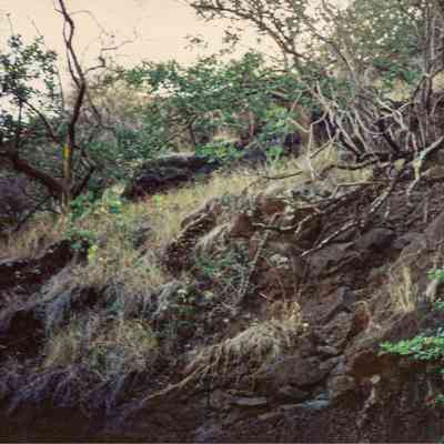 Vegetation on rock face