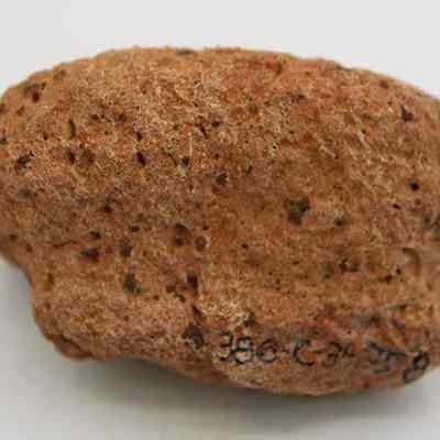 Closeup of a small breadloaf sinker with alternate id number visible: The image shows a rough-textured, brown stone with holes, likely used as a sinker, exhibiting natural weathering and markings.