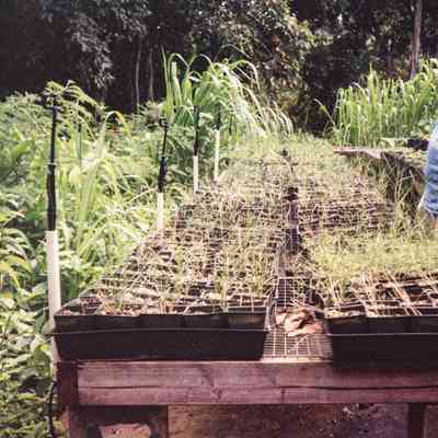 People working on plant propagation table