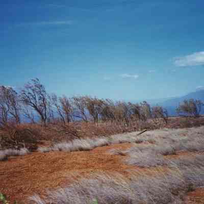 Luamakika area with tree line