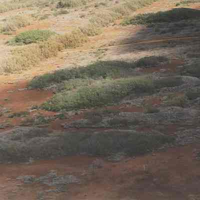 Aerial of shrubs and tree line