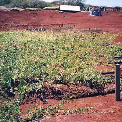 Planting