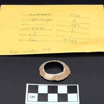 'Opihi scraper with envelope and scale: The image shows a labeled artifact named "Ophi Scraper" accompanied by a scale card and an identification envelope.