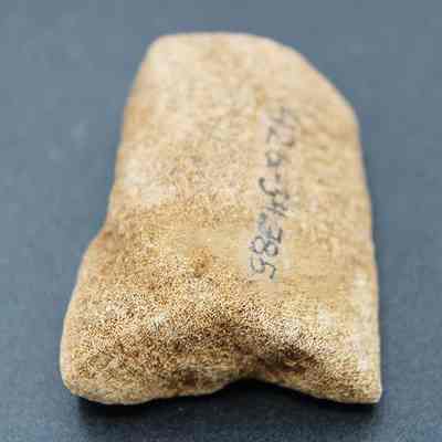 Lengthwise closeup view of coral abrader with alternate id number visible: The image shows a textured, rectangular beige object with handwritten numbers on its surface, placed against a dark background surface.