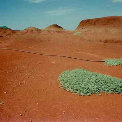 Pau O Hiika plantings on hardpan