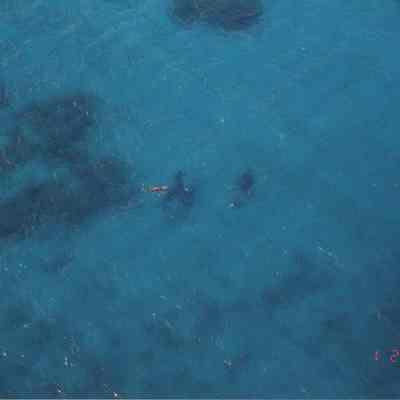 High aerial view of humpback whale