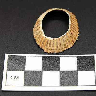 'Opihi scraper with scale: The image displays a circular shell fragment with a ridged texture, placed above a measurement scale marked in centimeters, on a black background.