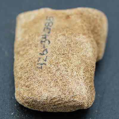 Closeup lengthwise view of coral abrader with alternate id number visible: The image shows a weathered, rectangular coral artifact with a porous surface, inscribed with a sequence of numbers.