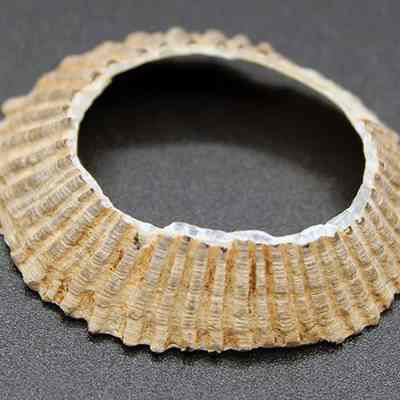 Closeup of 'opihi scraper: The image shows a circular, textured, brown shell with a ribbed pattern, lying on a smooth, dark surface.