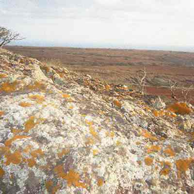 Lichen on pohaku (boulder)