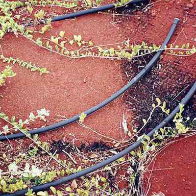 Plants with irrigation