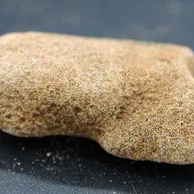 Closeup of coral abrader: The image shows a small, irregularly shaped, light brown coral with a textured surface, lying on a dark background.