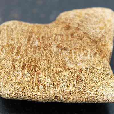 Coral abrader: The image shows a light brown, irregularly shaped coral against a dark background, showcasing its textured and porous surface in detail.
