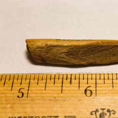 Echinoid abrader portion
